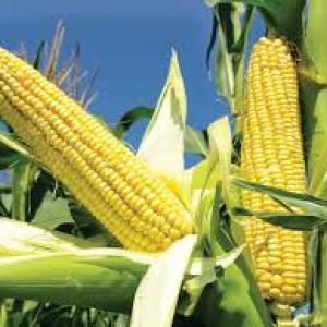 icon Maize