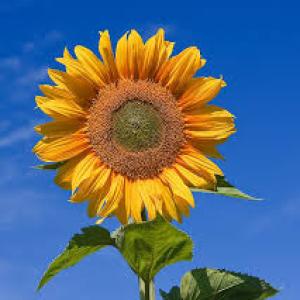 icon Sunflower